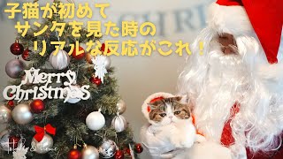 子猫が初めてサンタに遭遇した時の反応が可愛すぎた！！