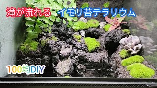 【イモリ苔テラリウム立ち上げ】パート2 植栽から完成まで！ミストメーカーで霧発生