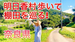 日本棚田百選 奈良県 明日香村 の棚田を巡る （夏、秋、春、初夏）稲渕の棚田 、上（かむら）の棚田 #奈良観光 #明日香村 #奈良