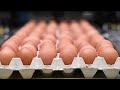 Bird Flu affects egg supply in the US