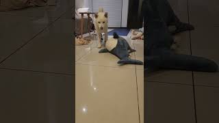 white Shiba inu wearing one sock reaction dpg cute moment 😍 白柴犬狗狗只有一隻腳穿襪子 突然就不會走路了 超可愛的反應