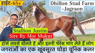 जगराओं का एक खूबसूरत घोड़ा ओर यूनिक कलर देखकर आपका मन खुश हो जायेगा !