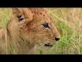 Little Lion Runs Into Big Buffalo | Little Big Cat | BBC Earth Kids