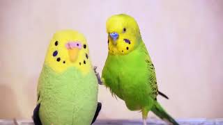 セキセイインコ、ぬいぐるみに喧嘩を売る