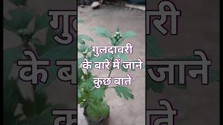 🧑‍🌾गुलदावरी के बारे में जेन कुछ बाते 🌱 Guldavari Plant Kab Lagate Hai ☘️ CareGaredener