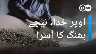 پاکستان کی وادئ تیراہ میں بھنگ کی کاشت  | DW Urdu