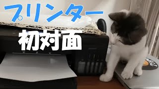 【猫パンチ】初めてプリンターと対面した生後3か月子猫　Kitten meets printer for the first time