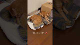 ふみふみ ＆ ぺろぺろ ( ΦωΦ ) #茶トラ #猫動画 #猫のいる暮らし #保護猫 #猫好きさんと繋がりたい #ねこカフェnewjourney