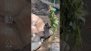 ランチタイムのアルダブラゾウガメ🐢@平川動物公園