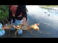 crab catching secrets exploring mangroves for giant mud crabs