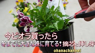 【ガーデンルーティン★ショート】今ビオラ買ったら、冬までにしっかりした株に育てる！摘芯と挿し芽🌱Grow well by winter!! Viola pinch & Cuttings🌱✂