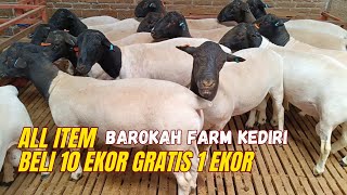 SPESIAL PROMO GRATIS 1 EKOR DOMBA DORPER FB, F1, dll. JANTAN BETINA❤️‍🔥❤️‍🔥