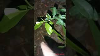 இனிப்பு எலுமிச்சை பறிக்கலாமா (sweet lemon picking in my garden)