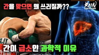 간을 맞으면 왜 쓰러질까? 간이 급소인 과학적 이유