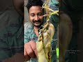 ചൂണ്ടയിൽ പാമ്പ് കേറി പിടിച്ചേ ... fishing shorts youtubeshorts