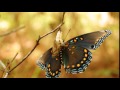 The Butterfly Effect -  Michael E