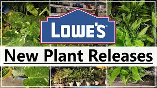 Lowes Shop With Me New Plants #plants #houseplants #shopping #lowes #shopwithme #new #release