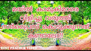 ആൺമയിൽ 2പെൺമയിലിനെ വിളിച്ചുവരുത്തുന്നു.#peacockdance