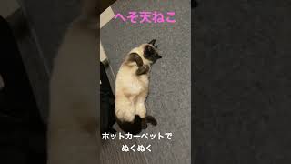 へそ天猫 #ねこ #猫 #cat #ペット #癒し #shorts #スコティッシュフォールド #マンチカン #短足猫