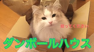 ダンボールハウスが大好きな猫達