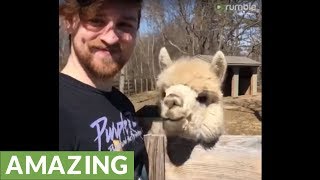 Friendly alpaca shares incredible bond with next door neighbor