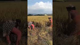 మా వరి పంట పండిపోంది 🌾🌾🌾🌾🌾🌾🌾