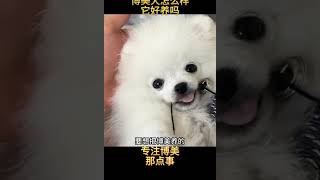 博美犬怎么样 它好养吗？