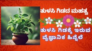 ತುಳಸಿ ಗಿಡದ ಮಹತ್ವ. ತುಳಸಿ ಗಿಡಕ್ಕೆ ಇರುವ ವೈಜ್ಞಾನಿಕ ಹಿನ್ನಲೆ.#tulasi #holybasilplant