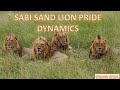 SABI SAND LION PRIDE DYNAMICS | March 2024