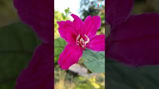 Red flowered bauhinia | Kanchan plant flower | Pink Kanchan flower | Butterfly tree | Orchid flower