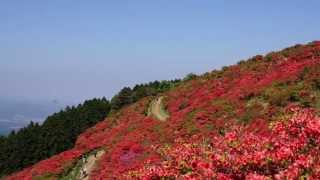 大和葛城山のツツジ 2015年5月11日