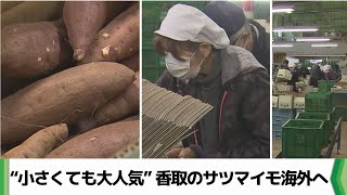 “小さくても大人気”　香取のサツマイモ海外へ　１年間で１７０トン（2024.12.12放送）