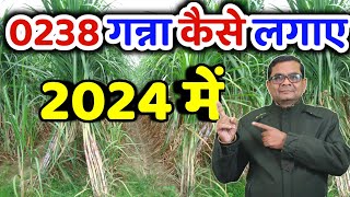 2024 में गन्ना 0238 कैसे लगाएं | Ganna 0238 Kaise Lagaye | Kaunsa ganna 2024 Mai | How to grow 0238