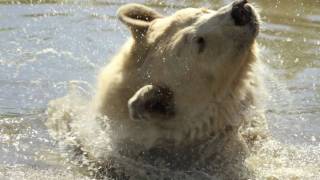 Rare white bear at Discovery Wildlife Park