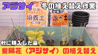 紫陽花（アジサイ）の植え替え～冬の植え替え作業に必要なもの～