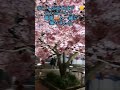 夜桜🌸三浦海岸駅前早咲き河津桜ライトアップ2023年3月1日