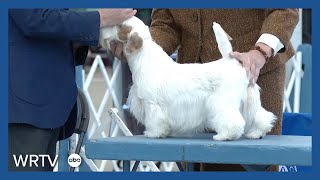 One of America's most prestigious dog shows is at the Indiana State Fairgrounds