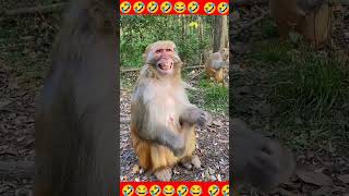 MONKEYS SMILE FOR CAMERA! 🐵😁 Cute Animals Caught on Film