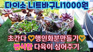 ☆번식한 다육이☆ ((다이소 니트바구니 1000원 리폼한)) ♡행인화분에 심어주기 Succulent plant