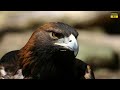 why is the golden eagle attack so dangerous why is the attack of golden eagle so dangerous