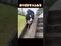 どぶにはまってしまうバーニーズマウンテンドッグのオリバー バーニーズマウンテンドッグ bernesemountaindog