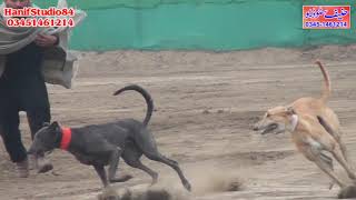 25 Dec 2022 round 2 National Coursing Club track race Salum