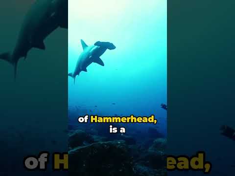 What type of shark is an omnivore?