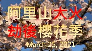 阿里山大火劫後櫻花季2021/03/25