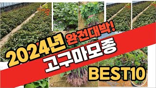 2024 가성비 고구마모종 추천 Best10 중에 고르면 끝!