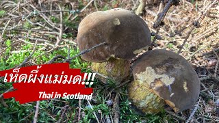 เก็บเห็ดผึ้งแม่มดหรือเห็ดผึ้งเลือด ‼️Picking scarletina bolete mushrooms  11/10/2022