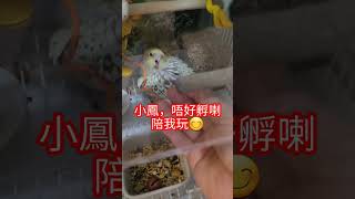 我的玄鳳鸚鵡  小鳳咬我😭