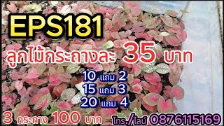 EPS181 โปรลูกไม้กระถาง 4 นิ้วกระถางละ 35 บาท 3 กระถาง 100 บาทโทร.0876115169