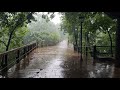 Walk in Rainy Day - 3 Hours of Rain Sounds & Soft Music for Study, Relaxation, and Focus 🌧️🌿