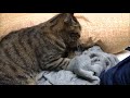 猫のマッサージ屋さん、はじめました the massage by the cat